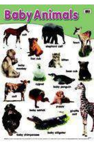 Baby animals early learning posters