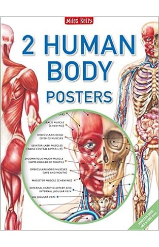2 Giant Human Body Poster of Anterior and Posterior Anatomy