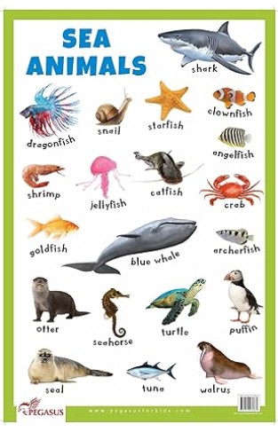 Sea Animals Educational 