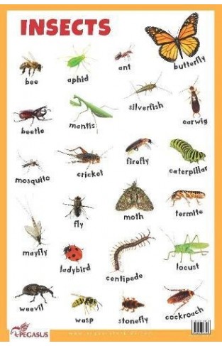 Insects Educational Chart