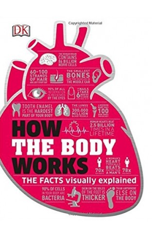 How the Body Works Big Stuff Simply Explained